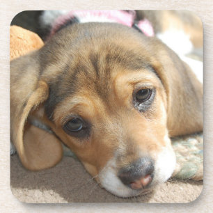 Beagle Puppy Coasters