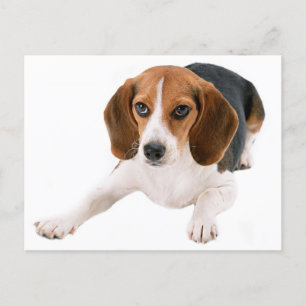Beagle Puppy Dog Blank Hello, Thank you,  Miss You Postcard