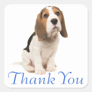 Beagle Puppy Dog Blue Thank You - Wedding Party Square Sticker