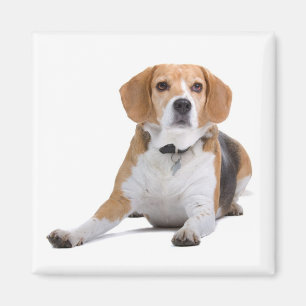 Beagle Puppy Dog Fridge Magnet