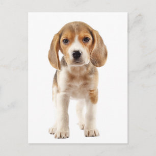 Beagle Puppy Dog Greeting Post Card