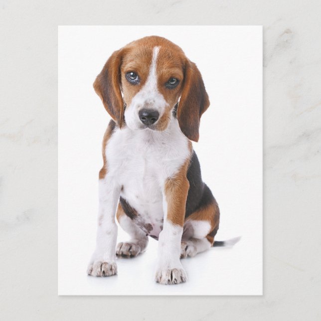 Beagle Puppy Dog Greeting Post Card (Front)