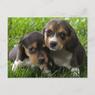 Beagle Puppy Dog Greeting Post Card