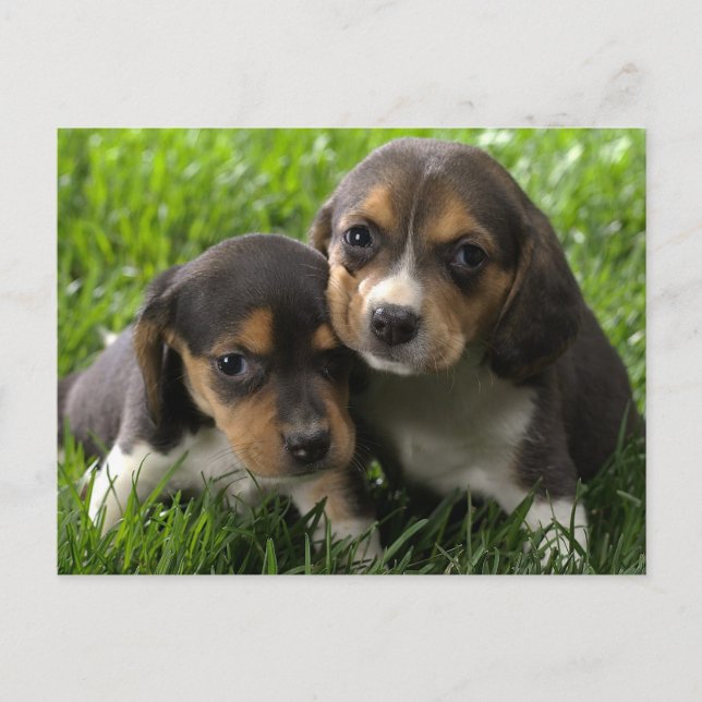 Beagle Puppy Dog Greeting Post Card (Front)