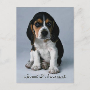 Beagle Puppy Dog Photo Postcard