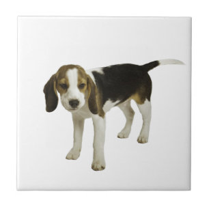 Beagle Puppy Dog Tile