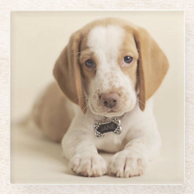 Beagle Puppy Glass Coaster (Front)