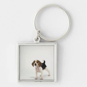 Beagle puppy key ring