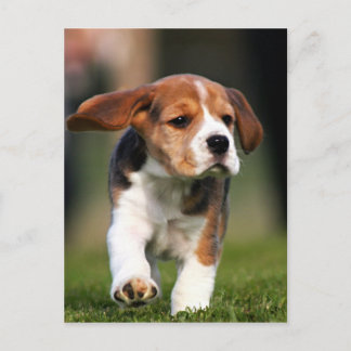Beagle Puppy Love Postcard