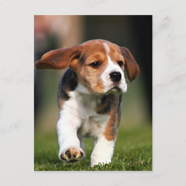Beagle Puppy Love Postcard (Front)