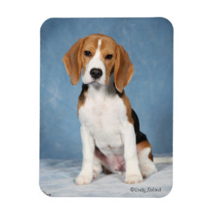 Beagle Puppy magnet