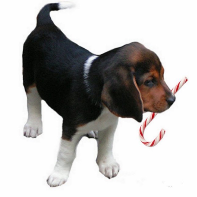 Beagle Puppy Ornament Photo Sculpture Decoration (Front)