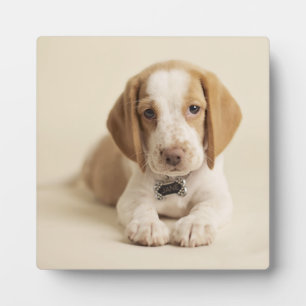 Beagle Puppy Plaque