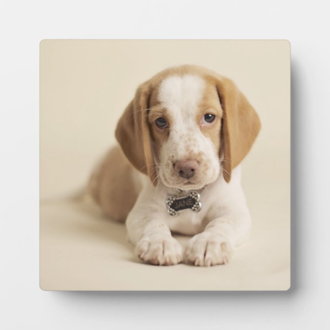 Beagle Puppy Plaque (Front)