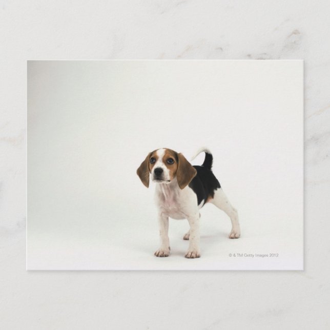 Beagle puppy postcard (Front)