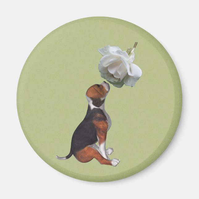 Beagle Puppy White Rose Animal Magnet (Front)