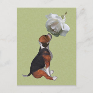 Beagle Puppy White Rose Cute Dog Postcard
