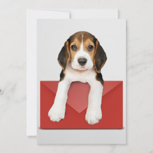 Beagle puppy with Red Envelope Card