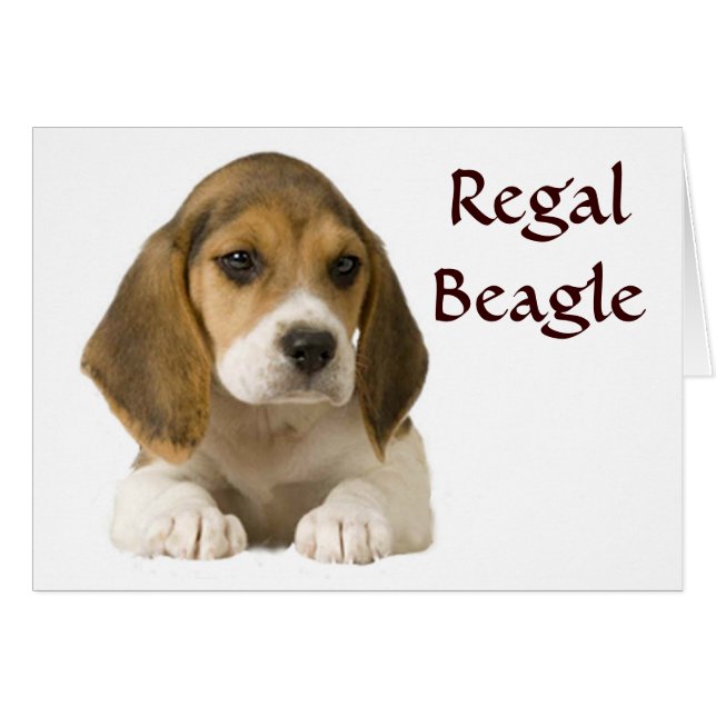 Beagle Regal Card (Front Horizontal)