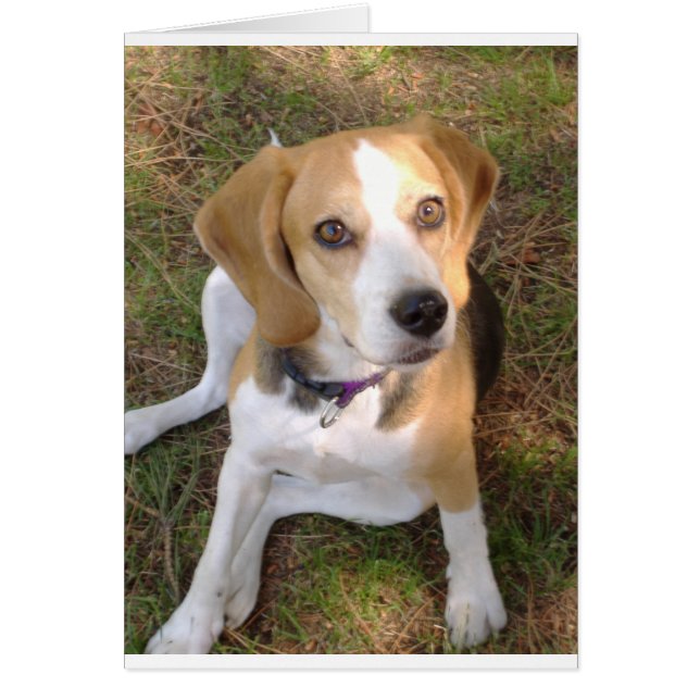 Beagle sitting 2.png (Front)