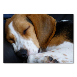beagle sleeping table number