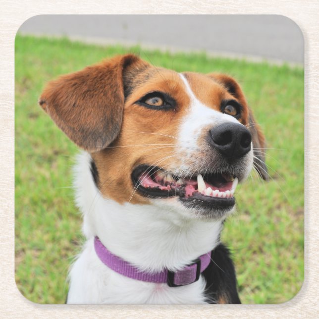 Beagle Square Paper Coaster (Front)