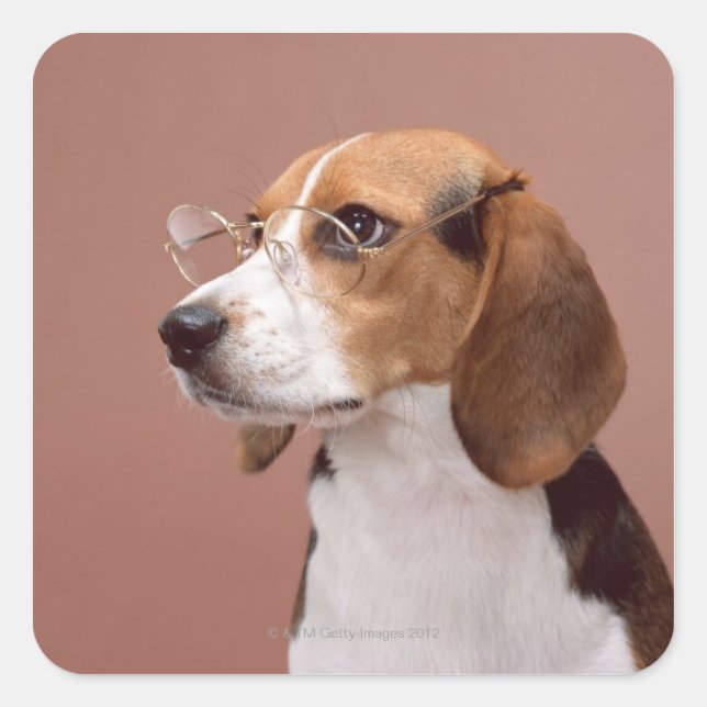 Beagle Square Sticker (Front)