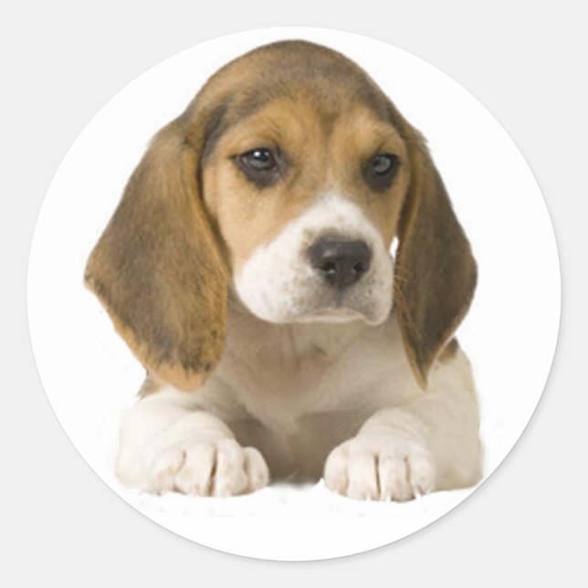 Beagle Sticker (Front)
