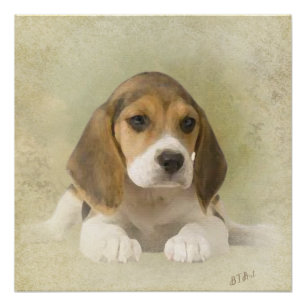 Beagle Tapestry Faux Canvas Print Acrylic Print