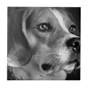 Beagle Tile
