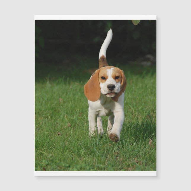 beagle walking.png (Front)