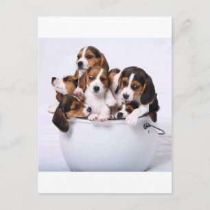 Beagles in Bucket Postcard