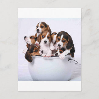 Beagles in Bucket Postcard