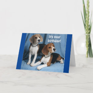 **BEAGLES** WISHING A VERY HAPPY BIRTHDAY** CARD