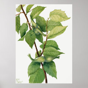 Beaked Hazelnut (Corylus rostrata) (1932) by Mary  Poster