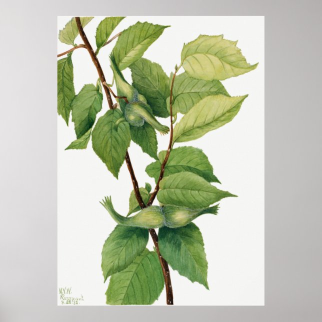 Beaked Hazelnut (Corylus rostrata) (1932) by Mary  Poster (Front)
