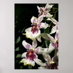 Beallara Orchid Art Poster -40x60 -other sizes