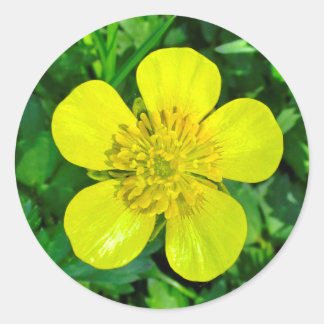 Beaming Buttercup Flower. Classic Round Sticker