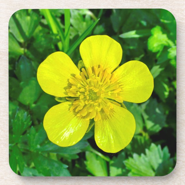 Beaming Buttercup Flower. Coaster (Front)