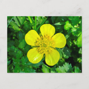 Beaming Buttercup Flower. Postcard