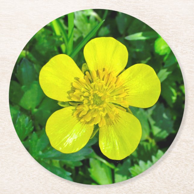 Beaming Buttercup Flower. Round Paper Coaster (Front)