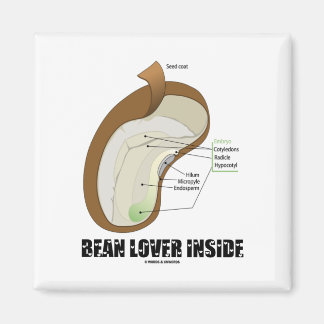 Bean Lover Inside (Bean Dicotyledon) Magnet