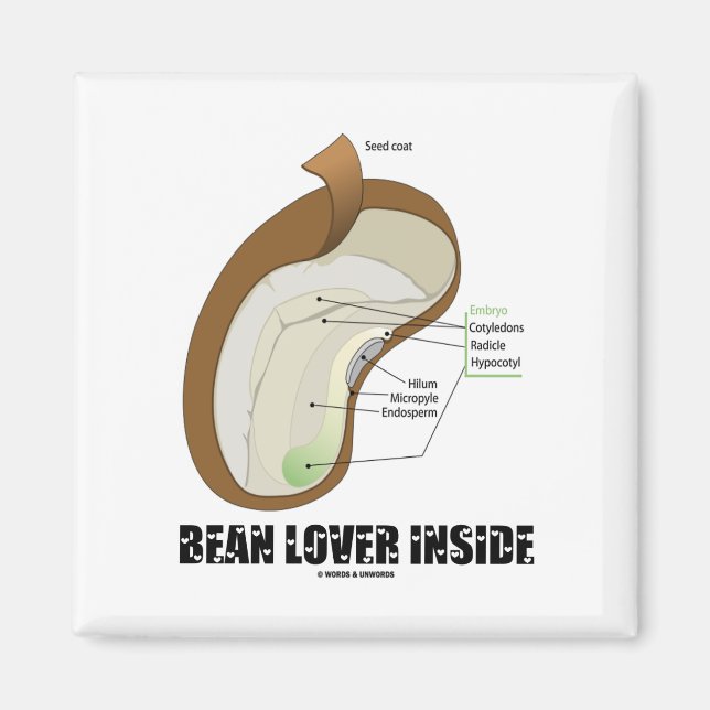 Bean Lover Inside (Bean Dicotyledon) Magnet (Front)