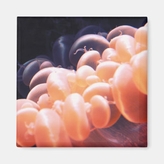 beans litnd 8x8 magnet