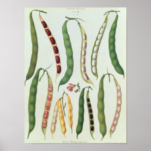 Beans Poster