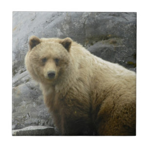 Bear Alaska Animals Destiny Nature Tile