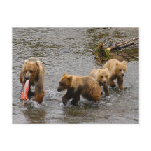 Bear and 3 cubs, Brooks Falls Alaska