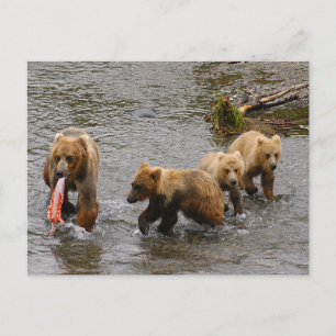 Bear and 3 cubs, Brooks Falls Alaska Postcard