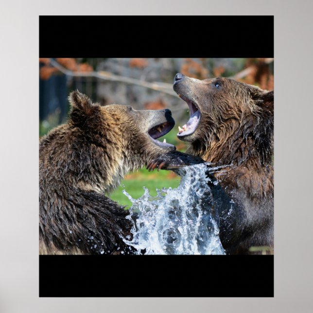 Bear Bears Animals Water Splash Wildlife Nature Poster (Front)