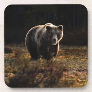Bear Beverage Coaster